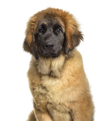 Leonberger puppy, 4 months old, sitting against white background