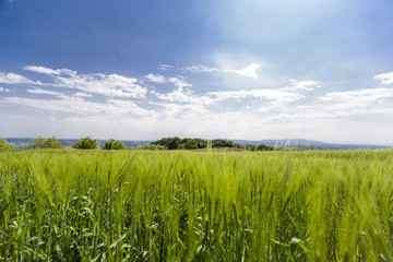 Beautiful wheat hay meadow crop field agriculture food nature spring sun landscape