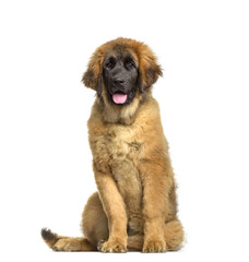 Leonberger puppy, 4 months old, sitting against white background