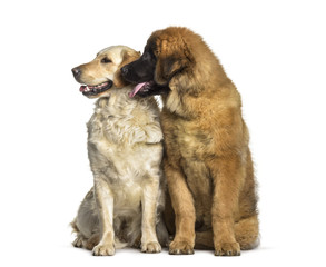 Obraz premium Leonberger puppy, 4 months old, and Labrador Retriever dog , 1 year old, sitting against white background