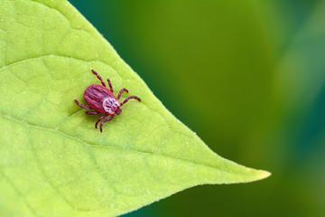 Parasite mite sitting on a green leaf. Danger of tick bite.