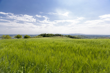 Beautiful wheat hay meadow crop field agriculture food nature spring sun landscape