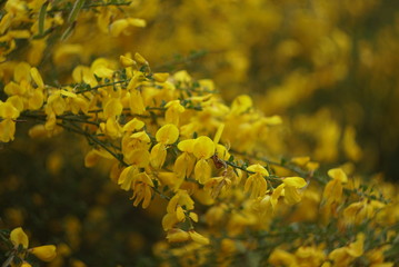 beautiful yellow flowering of wild plants