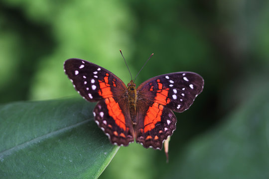 Tropical scarlet peacock butterfly