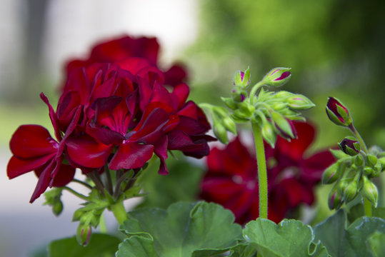 Inflorescence of red geranium flowers