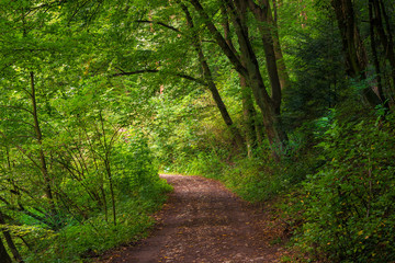 Fototapeta na wymiar beautiful shady park on a summer day, view of the path
