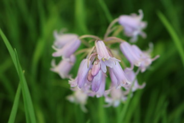 Croxley Green, Rickmansworth, Hertfordshire, England.  May 2018.  Springtime in Countryside orchard.