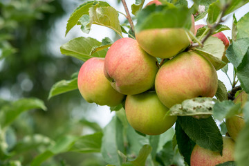 apples on branch in apple orchard in the Okanagan Valley in Canada