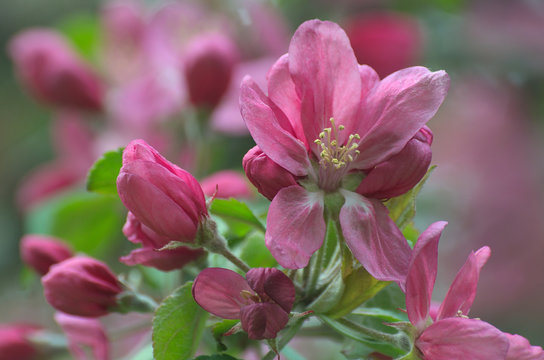 Fototapeta Kwiaty jabłoni 1