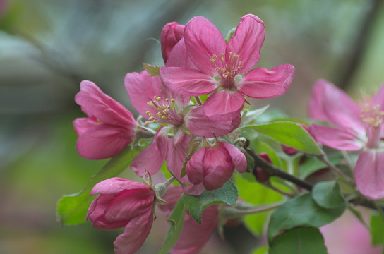 Fototapeta Kwiaty jabłoni 2