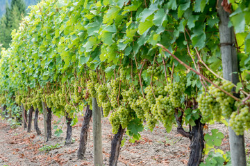 Rows of vines with ripe green grapes in the Okanagan Valley in Kanada