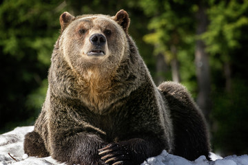 Obraz premium Grizzly bear resting in snow on a mountain in Canada after hibernation