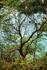 Arbutus tree at the Northwest Pacific coast in British Columbia, Canada