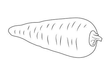 Vector illustration, isolated carrot root in black and white colors, outline hand painted drawing