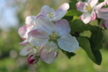 Fototapeta na wymiar Croxley Green, Rickmansworth, Hertfordshire, England. May 2018. Springtime in Countryside orchard.