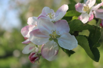 Fototapeta na wymiar Croxley Green, Rickmansworth, Hertfordshire, England. Springtime in orchard. May 2018