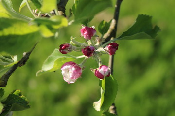 Croxley Green, Rickmansworth, Hertfordshire, England.  May 2018.  Springtime in Countryside orchard.