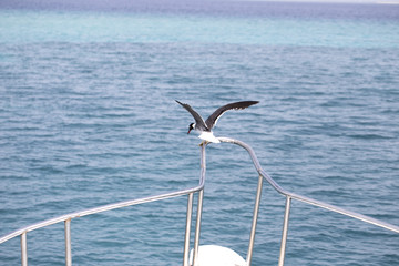  seagull in a yacht. View of the red sea.