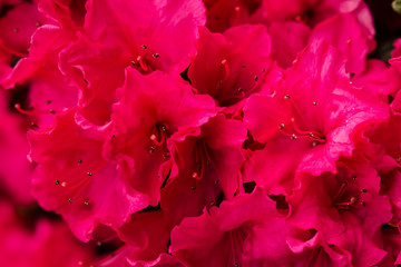 Rhododendron (Rhododendron simsii - in latin) in garden