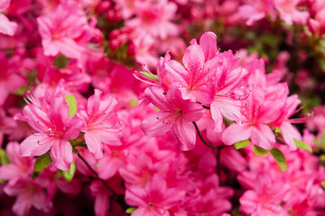 Pontic rhododendron (Rhododendron Ponticum - in latin) in garden