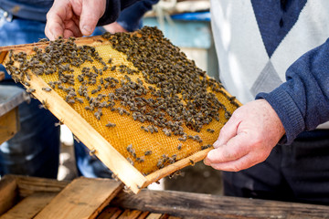 Bees on  honeycomb frame. Beekeeper  keep honeycomb frame in its hands_