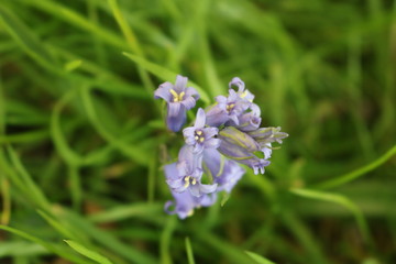 Croxley Green, Rickmansworth, Hertfordshire, England.  May 2018.  Springtime in Countryside orchard.