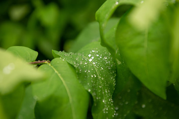 Fototapeta na wymiar Water pearls on a green leaf after the rain