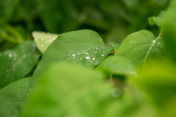 Water dropss on a green leaf after the rain