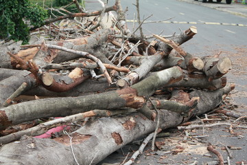 Big tree dead Was cut off the road.