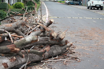 Big tree dead Was cut off the road.