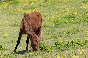 都井岬野生馬　天然記念物