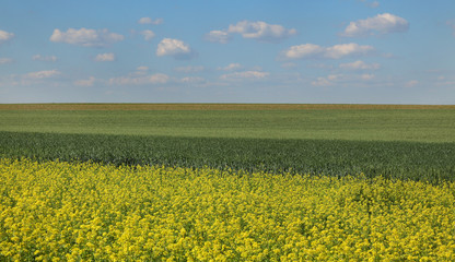 Fototapeta premium Agriculture, blossoming canola and green cultivated wheat field in spring with blue sky and white clouds