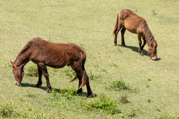 都井岬野生馬　天然記念物5