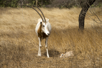Oryx algazelle, Oryx dammah, jeune et femelle