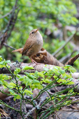 Wren
