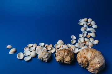 seashells, sea horse, coral on a blue background, flatpley