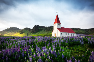 Lutheran Myrdal church surrounded by blooming lupine flowers, Vik, Iceland.