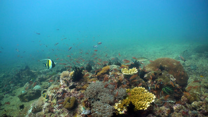 Naklejka na ściany i meble Fish and coral reef at diving. Wonderful and beautiful underwater world with corals and tropical fish. Hard and soft corals. Philippines, Mindoro. Diving and snorkeling in the tropical sea.