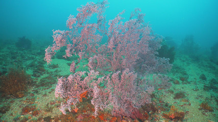 Fototapeta na wymiar Beautiful soft coral in tropical sea. Wonderful and beautiful underwater world with corals. Philippines, Mindoro.