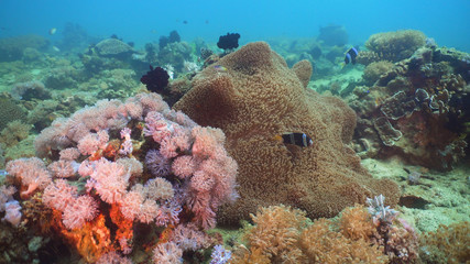 Clown Anemonefish in actinia on coral reef. Amphiprion percula. Mindoro. Underwater coral garden with anemone and clownfish. Philippines