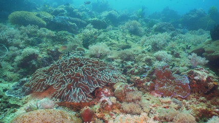 Naklejka na ściany i meble Beautiful soft coral in tropical sea. Wonderful and beautiful underwater world with corals. Philippines, Mindoro.