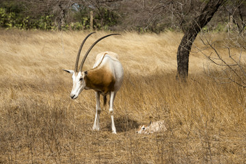 Oryx algazelle, Oryx dammah, jeune et femelle