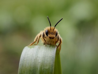 bug on the grass
