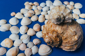 seashells on a blue background, flatplay