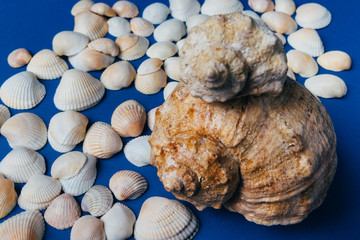 seashells on a blue background, flatplay