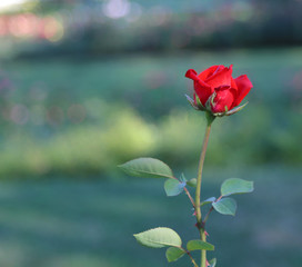 Fototapeta na wymiar red rose in a garden