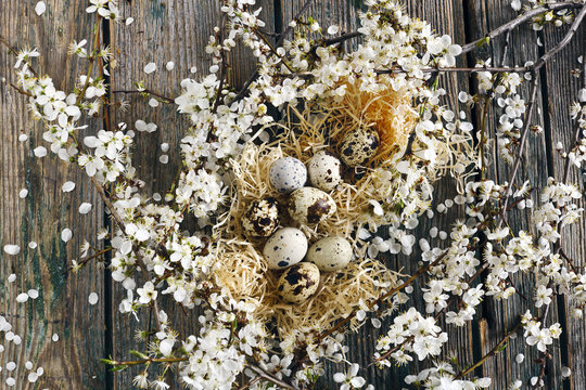 Close-up photo of Beautiful quail eggs in nest with white Flowering Cherry Tree branches on wooden table background