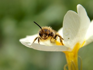 beetle on a yellow flower
