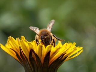 Bee on dandelion
