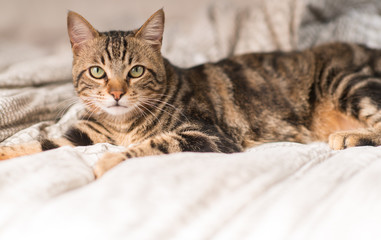 Beautiful domestic cat at home
